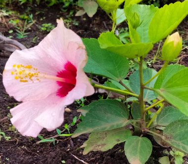 Seçici odaklanma. Hibiscus rosa-sinensis (Çince: 