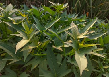 Yeşil patates yaprakları ya da Ipomoea yarasaları, üst manzara. Seçici odak.