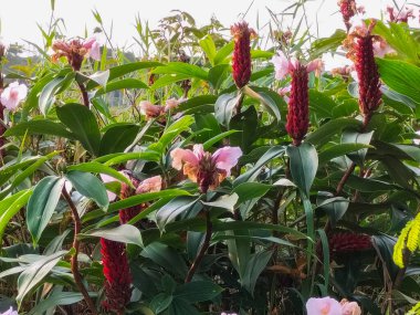 Zencefilli krep fabrikasını kapatın. Güneydoğu Asya 'ya özgü çiçekli bitki.. 