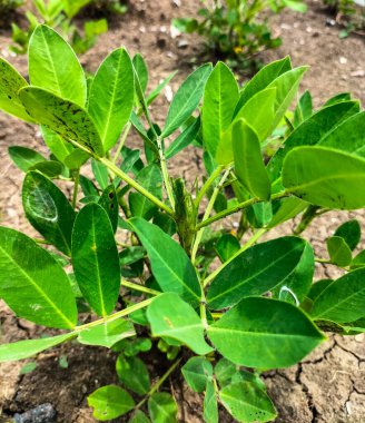 Fıstık ağacı. Bahçede genç ve bekar bir fıstık bitkisi var. Seçici odak.