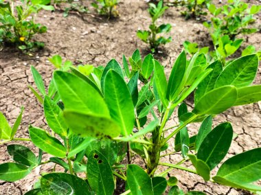 Fıstık ağacı. Bahçede genç ve bekar bir fıstık bitkisi var. Seçici odak.