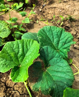 Seçici odaklanma. Bahçede yetişen Suri salatalık türleri..