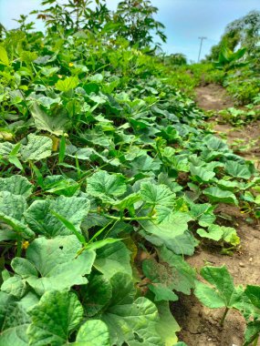Seçici odaklanma. Bahçede yetişen Suri salatalık türleri..