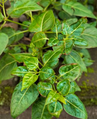 Küçük kırmızı biber bitkilerinin yakın görüntüsü. Kırmızı biber yetiştiriyorum. Kırmızı biber bitkilerinin en iyi manzarası hala meyvesiz. Çiftçilik. Çiftlik. Yapraklar. Açık havada. Baharatlı. Organik. Yiyecekler. Doğal..