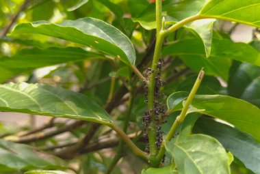 Siyah karıncalar yeşil dallarda yiyecek arıyorlar. İş karıncaları ormandaki yuvayı korumak için dallarda yürüyorlar. Bulanık doğal arkaplan.