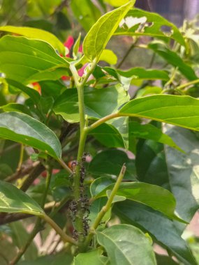 Siyah karıncalar yeşil dallarda yiyecek arıyorlar. İş karıncaları ormandaki yuvayı korumak için dallarda yürüyorlar. Bulanık doğal arkaplan.