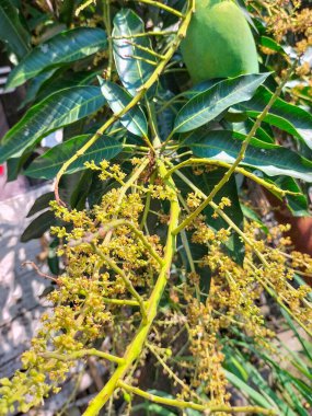 Mango buketinin ya da mango çiçeğinin yakından görüntüsü bahçedeki doğal arka plandaki mango ağaçlarıyla dolup taşıyor..