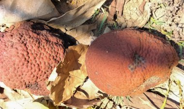 Çimlerin üzerinde yaşlı ekmek meyvesi. Kuru ekmek meyvesi. Ekmek meyvesi (Artocarpus altilis) Endonezya 'da buah sukun veya kluwih olarak adlandırılan meyve ağacının adıdır..