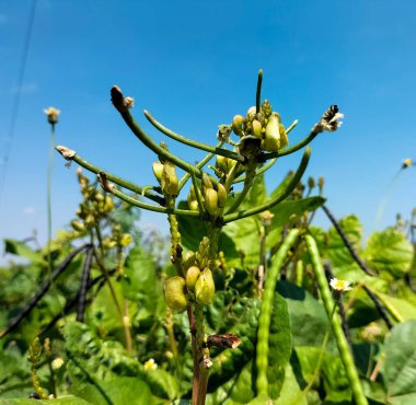 Yakın plan. Sebze bahçesine taze fasulye ektim. Organik yeşil fasulye dalında mavi gökyüzü arka planına sahip organik bir çiftliğin yeşil evinde..