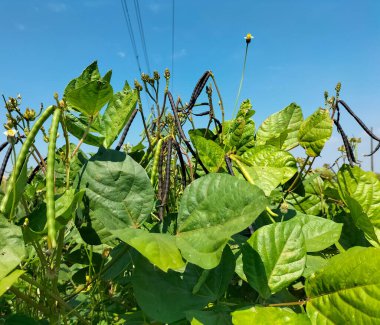 Yakın plan. Sebze bahçesine taze fasulye ektim. Organik yeşil fasulye dalında mavi gökyüzü arka planına sahip organik bir çiftliğin yeşil evinde..