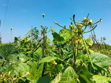 Yakın plan. Sebze bahçesine taze fasulye ektim. Organik yeşil fasulye dalında mavi gökyüzü arka planına sahip organik bir çiftliğin yeşil evinde..