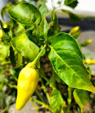 Bahçedeki acı biber ağacı gün boyunca açık mavi bir gökyüzünün arka planında taze ve olgun meyve verir..