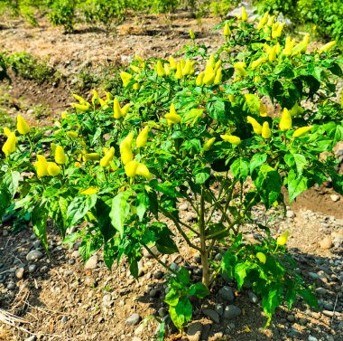 Bahçedeki acı biber ağacı gün boyunca açık mavi bir gökyüzünün arka planında taze ve olgun meyve verir..