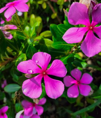 Vinca çiçeği çiçek açıyor. Çiçekler kümeler halinde dizilmiş pembe, koyu pembe ve beyaz gibi çeşitli renklerde gelir. Çiçeklerin narin taç yaprakları vardır. Su teresi çiçeği.