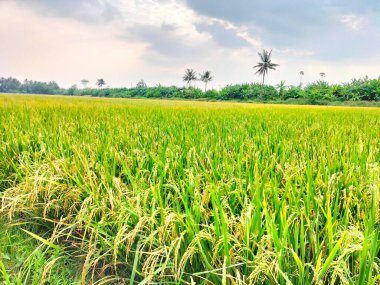Endonezya 'nın kırsal kesimindeki pirinç tarlalarındaki Sarı çeltik tarlalarını kapatın. Çeltik tarlaları neredeyse hasat zamanı ve her yerde güzel gökyüzü var..