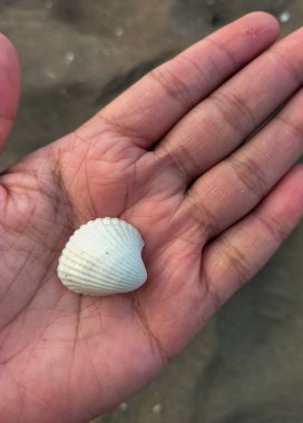 Kumda beyaz deniz kabuğu. Endonezya plajı. Seçici odak.