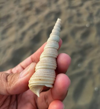 Kumdaki kabukların yakın görüntüsü. Turritella Terebra, Turritellidae 'den deniz salyangozu türü..