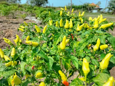 Seçici odaklanma. Acılı bitkiler gelişiyor, yapraklar yeşil ve bazı kırmızı biberler çok taze görünüyor. Biberler hasat etmeye hazır. Chili baharatlı bir baharattır..