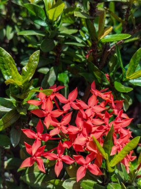 Bahçede açan kırmızı Ixora kakusinea çiçeklerinin yeşil doğal arka plan ile yakın görüntüsü. Seçici odak.