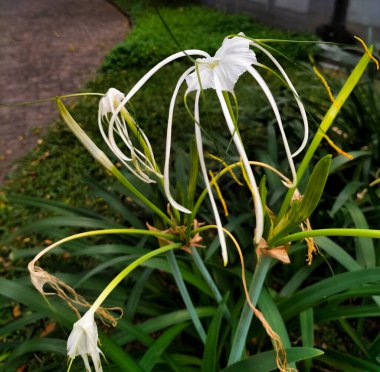 Plaj örümceği zambağı ya da Hymenocallis littoralis örümceği andıran beyaz süslemeli bir çiçektir..