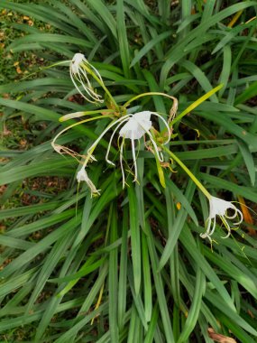 Plaj örümceği zambağı ya da Hymenocallis littoralis örümceği andıran beyaz süslemeli bir çiçektir..