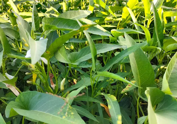 Kale (Kangkung) sebze türüne ait bir bitkidir ve yiyecek olarak yetiştirilir. Kale Asya 'da yaygın olarak bulunur. Mavi gökyüzü arkaplanı.