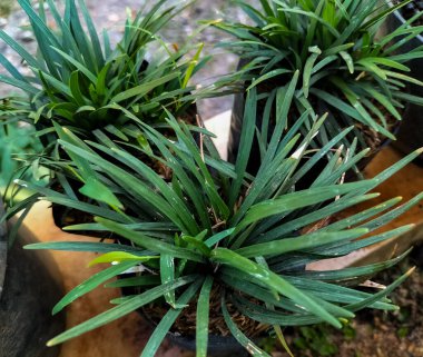 Bahçe arka planında yeşil kadın palmiye ağacının yan görünüşü. Seçici odak.