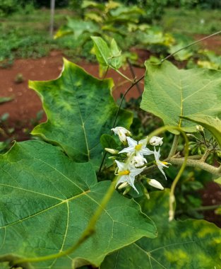 Cepoka bitkilerinin güzel ve renkli resimleri. Seçici odak.
