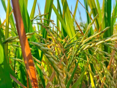 Pirinç tanelerini hasat etmeye hazır olmanın yakın görüntüsü. Sağlıklı pirinç taneleri. Tarım, kentsel tarım, gıda güvenliği, istikrar kavramı.