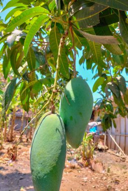 Seçici odaklanma. Yeşil mango meyvesi, yemyeşil yapraklar, C vitamini ve antioksidan açısından zengin meyveler. Nehir kenarındaki genç mango meyvesi, yazın taze mango meyvesi, Endonezya.