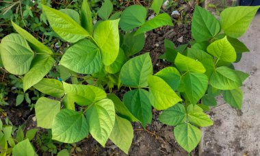 Seçici odaklanma. Genç yeşil fasulye bitkileri bahçede yetişiyor..