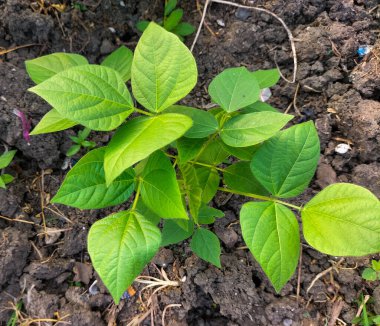 Seçici odaklanma. Genç yeşil fasulye bitkileri bahçede yetişiyor..