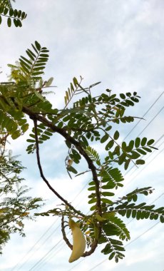Turi çiçeği (Sesbania grandiflora) doğal arka planda çiçek açar. Turi sağlık için yararlıdır..
