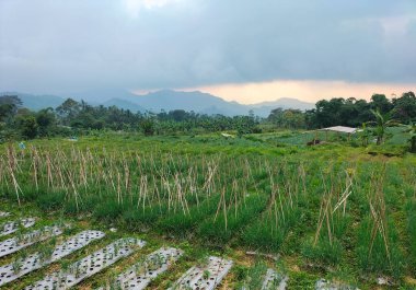 Sebze bahçesindeki organik ekilmiş pırasa çiftliğinin yakın görüntüsü. Taze pırasa bitkileri.
