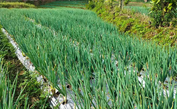 Sebze bahçesindeki organik ekilmiş pırasa çiftliğinin yakın görüntüsü. Taze pırasa bitkileri.