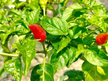 Endonezya 'daki Ungaran Dağı' nın yamaçlarında yetişen taze kırmızı ve yeşil biberlerin yakın çekimi..