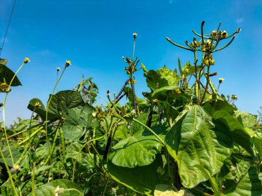 Seçici odaklanma. Kacang hijau 'da. Kapsüller. Yeşil fasulye. Mung fasülyesi (Vigna radiata) bitkisi, Endonezya, Kendal Regency 'de. Mavi gökyüzü arkaplanlı neredeyse yeşil fasulye hasat edildi..