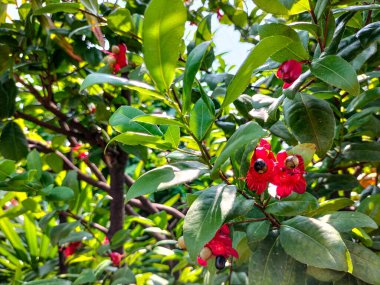 Seçici odaklanma. Mickey Fare Çiçeği veya ochna Serrulata Doğa Bahçesinde.