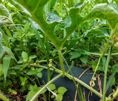 Kapatın. Yerdeki bitkisine bağlanmış karpuz, kesilmeye hazır. Yeşil yaprak arkaplanı.