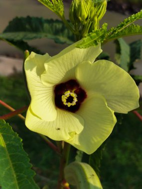 Seçici odaklanma. Bamya bitkileri. Bamya tıbbi bir bitkidir. Antioksidan içeriyor.