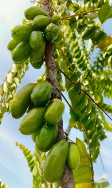 Gaden 'deki ağaçta Bilimbi meyveleri. Tadı ekşi ama Endonezya 'dan çok kullanışlı. Seçici odak.