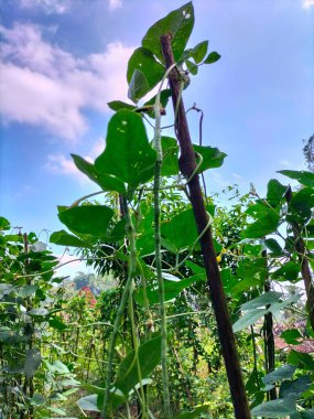Seçici odaklanma. Sıralar dolusu taze fasulye tohumu, açık havada mavi gökyüzü arka planlı ev bahçesi..