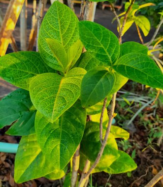 İyi büyüyen yapraklar, parlak yeşil, parlak ve taze görünüyorlar. Bulanık arkaplan.