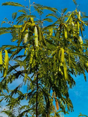 Yakın plan. Leucaena leucocephala, petai selong veya petai cina, Fabaceae kabilesinden bir tür çalılıktır..