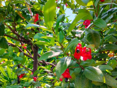 Seçici odaklanma. Mickey Fare Çiçeği veya ochna Serrulata Doğa Bahçesinde.