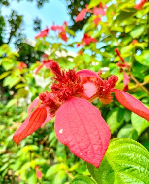 View of beautiful flower that will bloom with a combination of green and red leaves in the garden with blur background. Mussaenda flowers blossoms. clipart