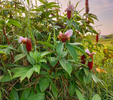 Chilocostus Specosus 'un güzel çiçekleri. Ayrıca kamış kamışı Malezya sarmalı yeşil yapraklı zencefilli zencefilli krep kostus çiçeği olarak da bilinir. Kapat..