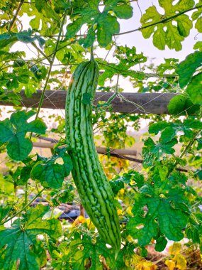 Seçici odaklanma. Vahşi acı su kabağı, acı salatalık, gökyüzü arka planında acı kabak. Acı bir tadı olan bir yemek..