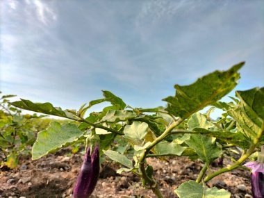 Bahçeye ekilmiş taze patlıcan. Taze mor patlıcan..