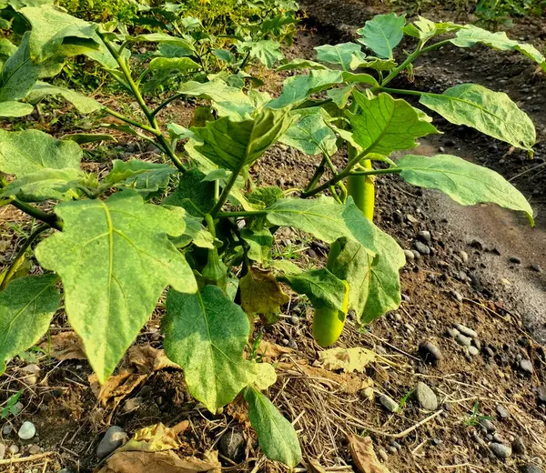 stock image Green eggplant plant growing in garden. Eggplant vegetables harvest.